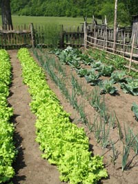 Garden_1733964